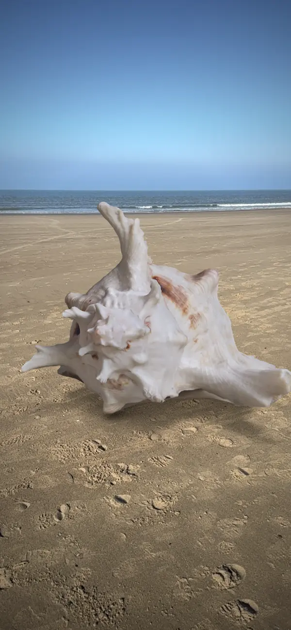 A 3D-scanned shell, re-experienced in AR, on a beach.